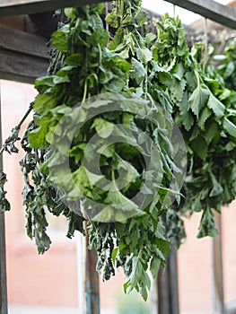 Saving summer.Medicinal herbal background.Bunches of mint and Melissa plants are dried under a canopy