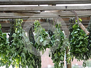 Saving summer.Medicinal herbal background.Bunches of mint and Melissa plants are dried under a canopy