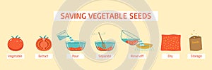 Saving Vegetable Seeds Diagram