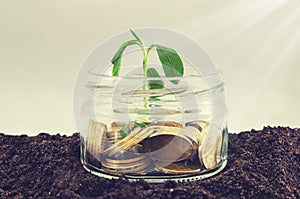 Savings money to a jar full of coins on the ground / plant growing in savings coins / investments and retirement or education conc