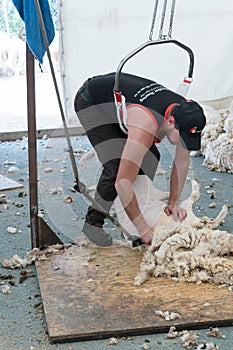 Sheep farmers shearing their sheep