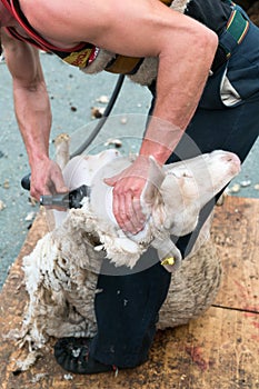 Sheep farmers shearing their sheep