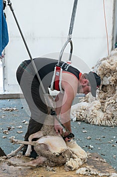 Sheep farmers shearing their sheep