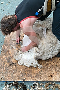 Detailed view of sheep farmer shearing sheep for their wool