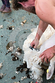 Detailed view of sheep farmer shearing sheep for their wool