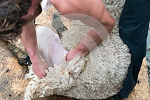 Detailed view of sheep farmer shearing sheep for their wool