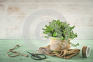 Savory herb plant a light green and white wooden background