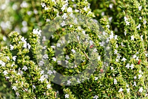 Savory plant Satureja hortensis