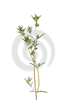 Savory (Satureja hortensis)