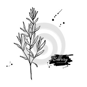 Savory vector hand drawn illustration. Isolated spice object.