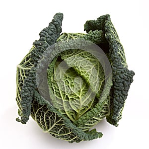 Savoy Cabbage
