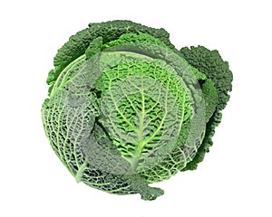 Savoy cabbage photo