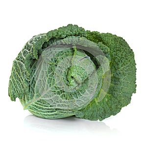 Savoy Cabbage photo