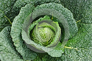 Savoy cabbage photo