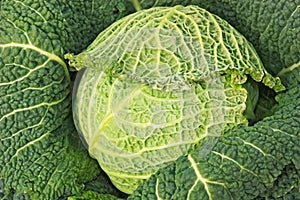 Savoy cabbage