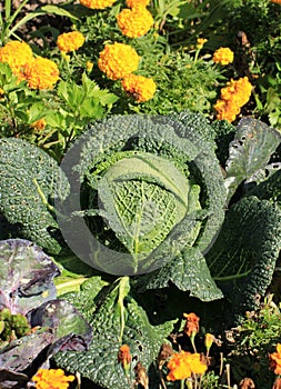 Savoy cabbage