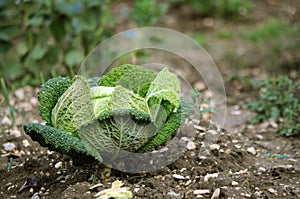 Savoy cabbage photo