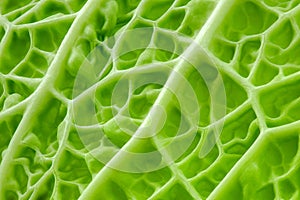 Savoy cabbage corrugated structure green leaf with concavities, kitchen garden, close-up macro, background wallpaper, full depth