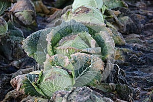 Savoy cabbage field in Winter