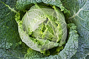 Savoy cabbage