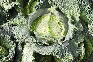 Savoy Cabbage photo