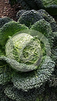 Savoy cabbage head on the garden bed