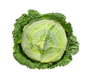 Savoy cabbage isolated without shadow photo