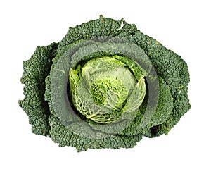 Savoy Cabbage isolated on white photo