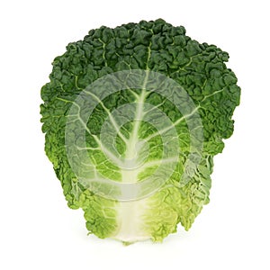 Savoy Cabbage Leaf