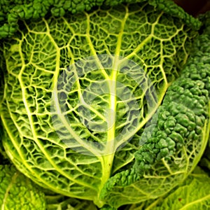 Savoy cabbage leaves texture