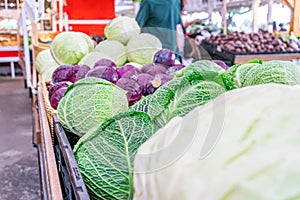 Savoy cabbage, red cabbage and green cabbage in bulk at a farm market grocery store