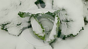 Savoy cabbage vegetable winter field snow covered frost bio detail leaves leaf heads Brassica oleracea sabauda close-up