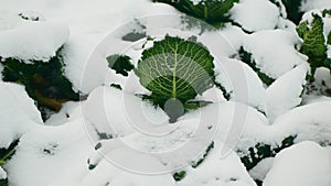 Savoy cabbage vegetable winter field snow covered frost bio detail leaves leaf heads Brassica oleracea sabauda close-up