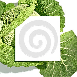 Savoy cabbage on white background. Organic, garden, healthy, plant food concept