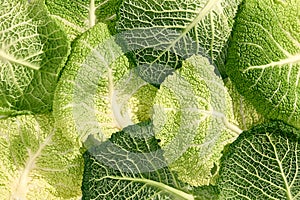 Savoy cabbage on white background. Organic, garden, healthy, plant food concept