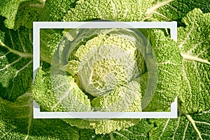 Savoy cabbage on white background. Top view with white frame. Organic, garden, healthy, plant food concept