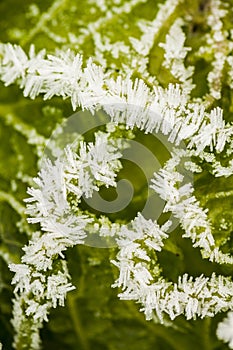 Savoy cabbage in winter