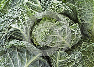 Savoy Cabbages