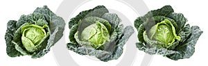 Savoy cabbages