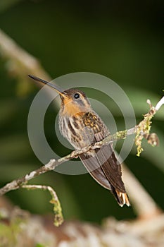 Saw-billed Hermit