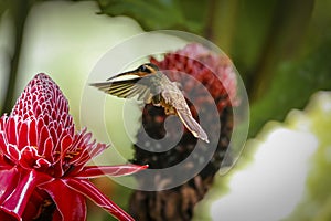 Saw-billed hermit in flight, Folha Seca, Brazil