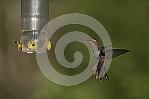 Saw-billed hermit, Ramphodon naevius