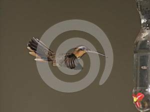 Saw-billed hermit, Ramphodon naevius