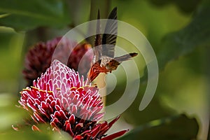 Saw-billed hermit on a Torch lily, Folha Seca, Brazil