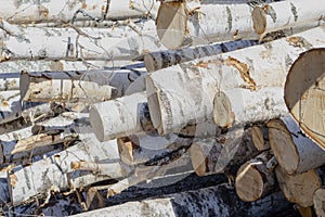 Saw birch logs. Detail view of woodpile of round firewood