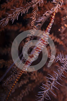 Saw-Blade Shrimp Tozeuma armatum