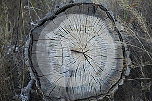 Saw cut cross section of weathered tree close up