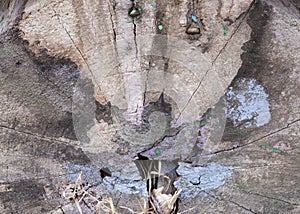 Saw cut of an old log with a cut of weathered, textured wood, with stains of light paint, dried grass, rusty bent nails