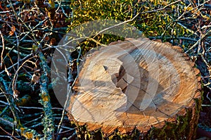 The stump of a felled tree, the saw cut and the swath of trees, the tree trunk in the slice photo