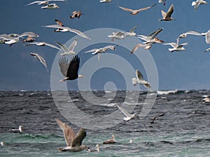 Saw the eagle at the annual herring spawn on Vancouver Island